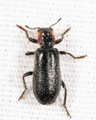Placopterus thoracicus
