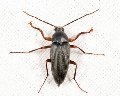 Androchirus erythropus