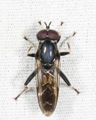 Xylota sp.