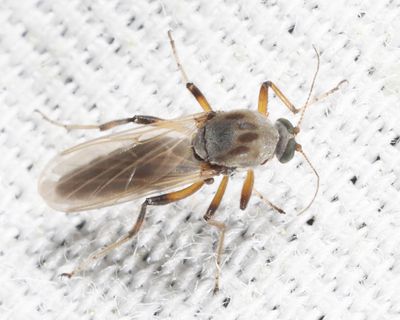 Palpomyia lineata
