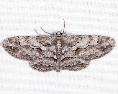 6582 - Large Purplish Gray - Iridopsis vellivolata