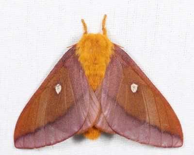 7723 – Northern Pink-striped Oakworm Moth – Anisota virginiensis