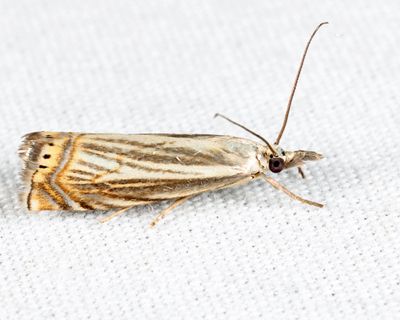 5391 - Cranberry Girdler - Chrysoteuchia topiarius