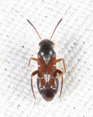 Pilophorus laetus