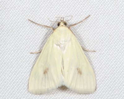 4986.1 - Carrot Seed Moth - Sitochroa palealis