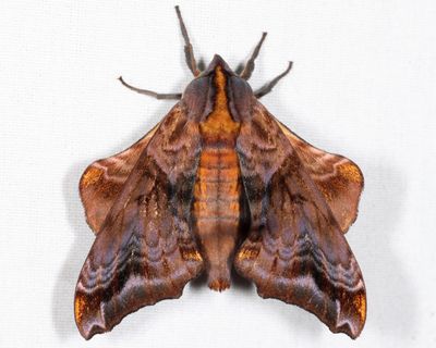 7825 - Small-eyed Sphinx - Paonias myops