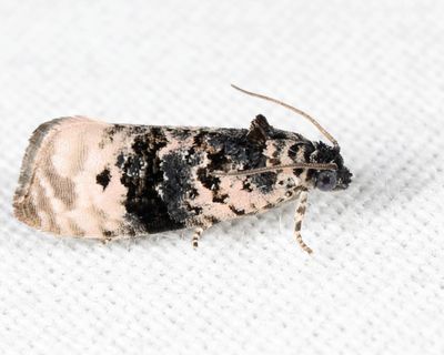 2860 - Pink-washed Leafroller - Hedya separatana