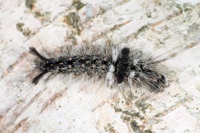 9257 - Powdered Dagger - Acronicta impleta