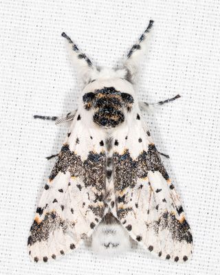 7936 - White Furcula - Furcula borealis