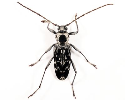 Fulminating Long-horned Beetle - Sarosesthes fulminans