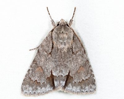 9211 - Triton Dagger - Acronicta tritona