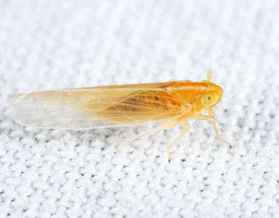 Prokelisia crocea