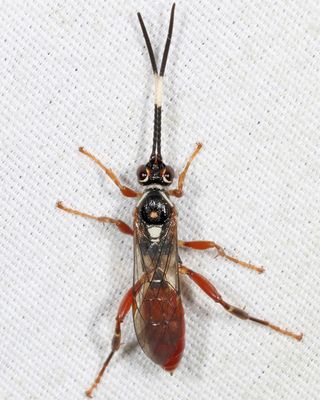Cratichneumon subfilatus