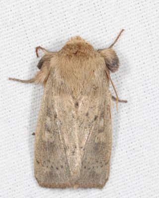 10461 - Ursula Wainscot - Leucania ursula