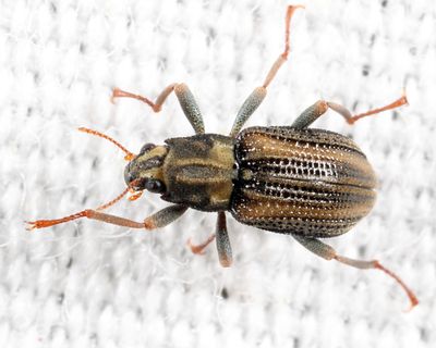 Stenelmis sp.
