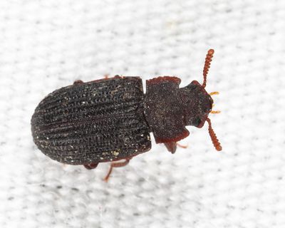 Eleates depressus
