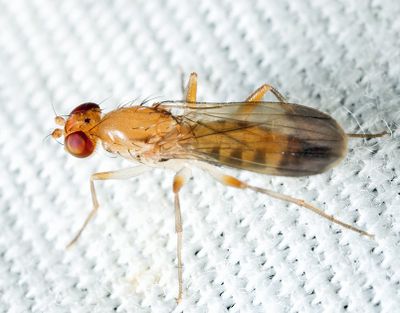 Clusia lateralis