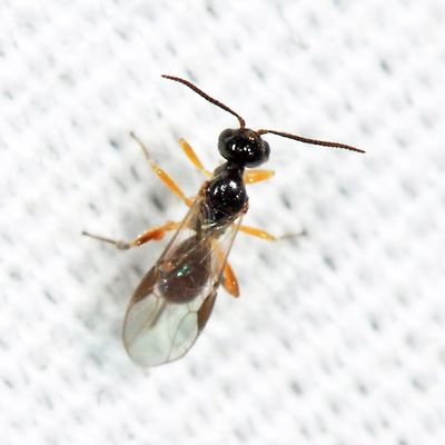 Braconid Wasps - subfamily Brachistinae