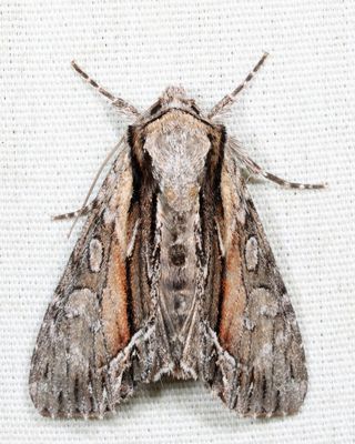 9578 - Common Hyppa - Hyppa xylinoides