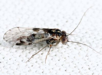 Indiopsocus bisignatus