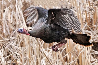 Wild Turkey - Meleagris gallopavo