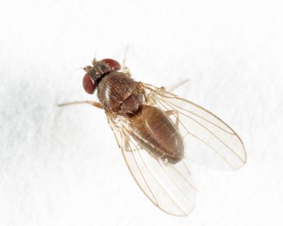Drosophila athabasca