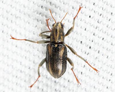 Stenelmis bicarinata