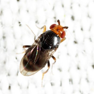 Pterogramma palliceps