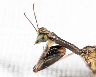 Dicromantispa sayi