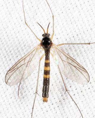 Ditomyiidae