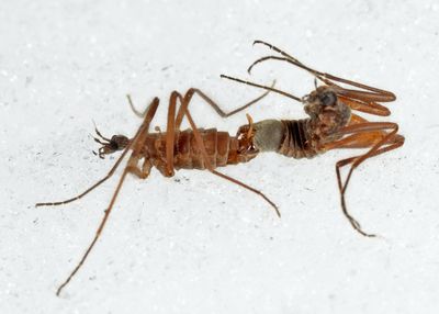 Snow Fly - Chionea valga