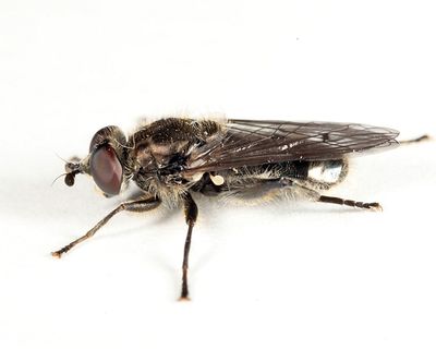 Chalcosyrphus metallifer