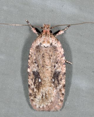 0867 – Agonopterix pulvipennella