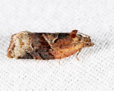 3597 – Red-banded Leafroller Moth – Argyrotaenia velutinana