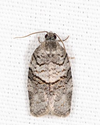 3672 - Gray Leafroller - Syndemis afflictana