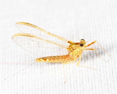 Cloeon dipterum