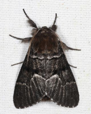 9182 - Eastern Panthea - Panthea furcilla