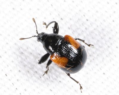 Oak Leafrolling Weevil - Synolabus bipustulatus