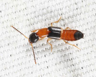 Neobisnius paederoides