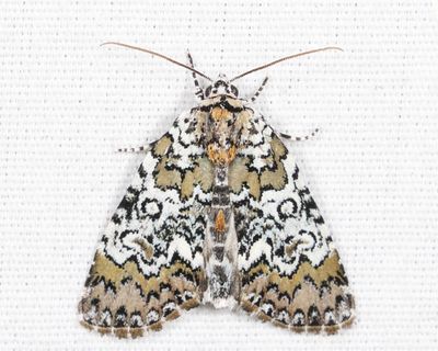 9061 - Owl-eyed Bird Dropping Moth - Cerma cora