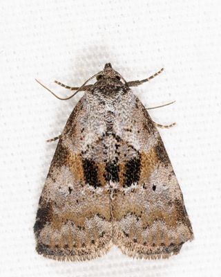 9040 - Black-patched Graylet - Hyperstrotia secta