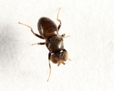 Conioscinella zetterstedti