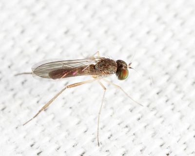 Sympycnus lineatus