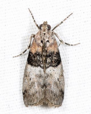 5808 - Tlascala reductella