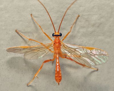 Austrozele sp.