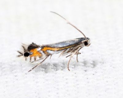 0846 - Phyllocnistis insignis