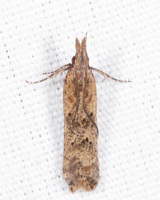2281 - Palmerworm Moth - Dichomeris ligulella