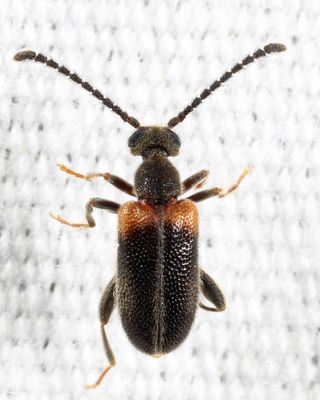 Elonus basalis
