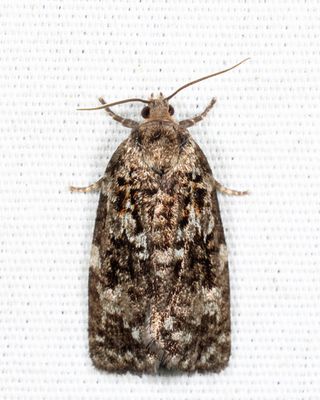 3638 - Spruce Budworm - Choristoneura fumiferana