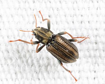 Stenelmis sp.